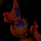 Immunofluorescent staining of human cell line U-251 MG shows localization to vesicles.