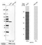 Western blot analysis in human cell lines A-431 and HEK293 using Anti-KRT15 antibody. Corresponding KRT15 RNA-seq data are presented for the same cell lines. Loading control: Anti-GAPDH.