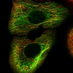Immunofluorescent staining of human cell line HaCaT shows localization to intermediate filaments.