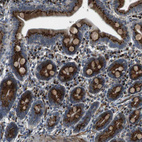 Immunohistochemical staining of human duodenum shows strong cytoplasmic granular positivity in glandular cells.