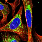 Immunofluorescent staining of human cell line U-2 OS shows localization to mitochondria.