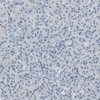Immunohistochemical staining of human pancreas shows no positivity in exocrine glandular cells as expected.