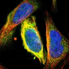 Immunofluorescent staining of human cell line U-2 OS shows localization to cytosol & microtubules.