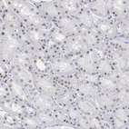 Immunohistochemical staining of human kidney shows weak nuclear positivity in cells in tubules.