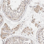 Immunohistochemical staining of human testis shows moderate cytoplasmic-membranous positivity in Leydig cells and cells in seminiferous ducts.