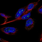 Immunofluorescent staining of human cell line U-251 MG shows localization to nucleoli fibrillar center.