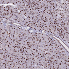 Immunohistochemical staining of human pancreas shows strong nuclear / nuclear membranous positivity in exocrine glandular cells.