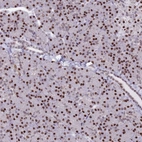 Immunohistochemical staining of human pancreas shows strong nuclear / nuclear membranous positivity in exocrine glandular cells.