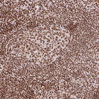 Immunohistochemical staining of human tonsil tissue shows strong nuclear positivity in non-germinal center cells and germinal center cells.
