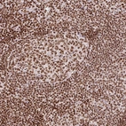 Immunohistochemical staining of human tonsil tissue shows strong nuclear positivity in non-germinal center cells and germinal center cells.