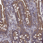 Immunohistochemical staining of human small intestine shows strong positivity in apical membranes in glandular cells.
