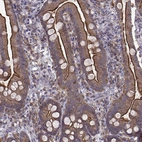 Immunohistochemical staining of human small intestine shows strong positivity in apical membranes in glandular cells.