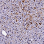 Immunohistochemical staining of human pancreas shows moderate cytoplasmic granular positivity in exocrine glandular cells.