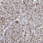 Immunohistochemical staining of human pancreas shows strong nuclear positivity in exocrine glandular cells in addition to weak cytoplasmic positivity.