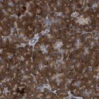 Immunohistochemical staining of human pancreas shows strong cytoplasmic membranous positivity in exocrine glandular cells.