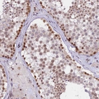 Immunohistochemical staining of human testis shows moderate to strong nuclear positivity in cells in seminiferous ducts.