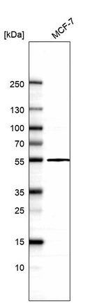 Western blot analysis in human cell line MCF-7.
