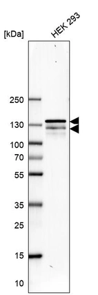 Western blot analysis in human cell line HEK 293.