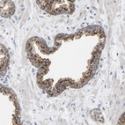 Immunohistochemical staining of human prostate shows strong cytoplasmic granular positivity in glandular cells.