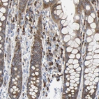 Immunohistochemical staining of human rectum shows strong cytoplasmic granular positivity in glandular cells.