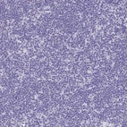 Immunohistochemical staining of human lymph node shows no positivity in non-germinal center cells as expected.