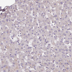 Immunohistochemical staining of human liver shows very weak positivity in hepatocytes.