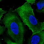 Immunofluorescence staining in U2OS cell line with Anti-EZR monoclonal antibody, showing specific staining of plasma membrane in green. Microtubule- and nuclear probes are visualized in red and blue respectively (where available).