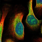 Immunofluorescent staining of human cell line U-2 OS shows localization to nucleoli & cytosol.