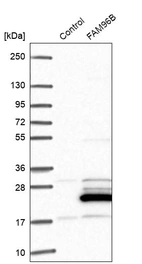 Western blot analysis in control (vector only transfected HEK293T lysate) and FAM96B over-expression lysate (Co-expressed with a C-terminal myc-DDK tag (~3.1 kDa) in mammalian HEK293T cells, LY402495).