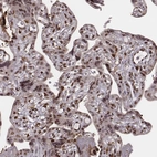 Immunohistochemical staining of human placenta shows strong nuclear positivity in trophoblastic cells.