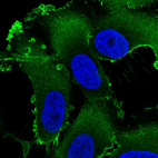 Immunofluorescence staining in U251 cell line with Anti-EZR monoclonal antibody, showing specific staining of plasma membrane in green. Microtubule- and nuclear probes are visualized in red and blue respectively (where available).