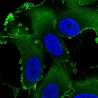 Immunofluorescence staining in U251 cell line with Anti-EZR monoclonal antibody, showing specific staining of plasma membrane in green. Microtubule- and nuclear probes are visualized in red and blue respectively (where available).