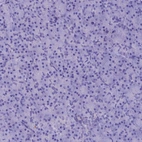 Immunohistochemical staining of human pancreas shows no positivity in exocrine glandular cells as expected.