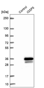 Western blot analysis in control (vector only transfected HEK293T lysate) and IGSF6 over-expression lysate (Co-expressed with a C-terminal myc-DDK tag (~3.1 kDa) in mammalian HEK293T cells, LY417037).