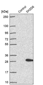 Western blot analysis in control (vector only transfected HEK293T lysate) and SH2D6 over-expression lysate (Co-expressed with a C-terminal myc-DDK tag (~3.1 kDa) in mammalian HEK293T cells, LY404916).
