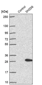 Western blot analysis in control (vector only transfected HEK293T lysate) and SH2D6 over-expression lysate (Co-expressed with a C-terminal myc-DDK tag (~3.1 kDa) in mammalian HEK293T cells, LY404916).