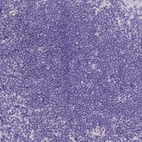 Immunohistochemical staining of human lymph node shows no cytoplasmic positivity in non-germinal center cells as expected.