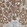 Anti-DHRS7B Antibody