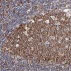 Immunohistochemical staining of human lymph node shows strong cytoplasmic positivity in germinal center cells.