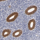 Immunohistochemical staining of human endometrium shows strong cytoplasmic positivity in glandular cells.