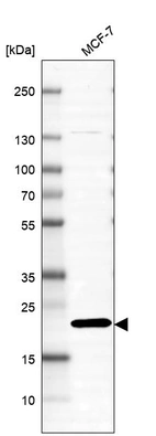 Western blot analysis in human cell line MCF-7.