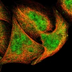 Immunofluorescent staining of human cell line A-431 shows localization to nucleoplasm & cytosol.