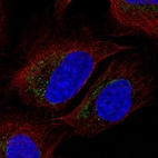 Immunofluorescent staining of human cell line U-2 OS shows positivity in mitochondria.