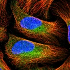 Immunofluorescent staining of human cell line U-2 OS shows localization to cytosol.