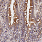 Immunohistochemical staining of human duodenum shows strong cytoplasmic positivity in glandular cells.