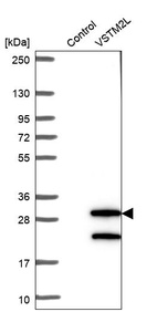 Western blot analysis in control (vector only transfected HEK293T lysate) and VSTM2L over-expression lysate (Co-expressed with a C-terminal myc-DDK tag (~3.1 kDa) in mammalian HEK293T cells, LY409151).