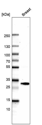 Western blot analysis in human breast tissue.