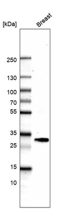 Western blot analysis in human breast tissue.