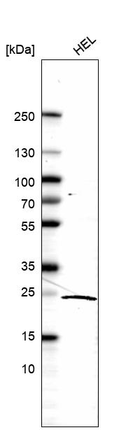 Anti-KLRG1 Antibody