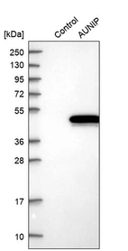 Western blot analysis in control (vector only transfected HEK293T lysate) and AUNIP over-expression lysate (Co-expressed with a C-terminal myc-DDK tag (~3.1 kDa) in mammalian HEK293T cells, LY411413).